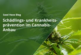 cannabis prävention